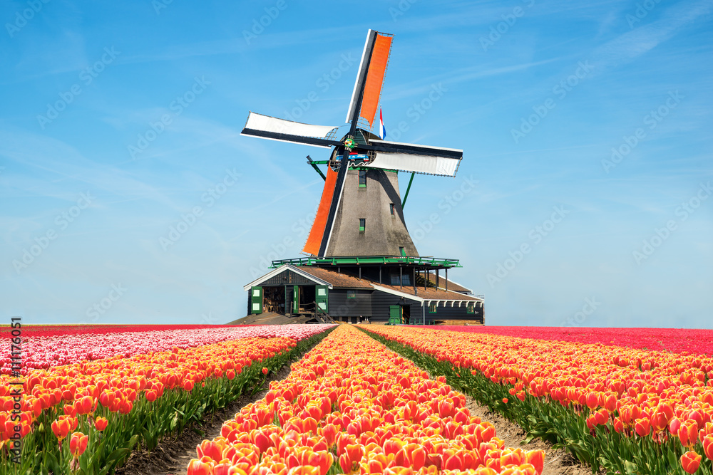 荷兰的郁金香和风车景观。