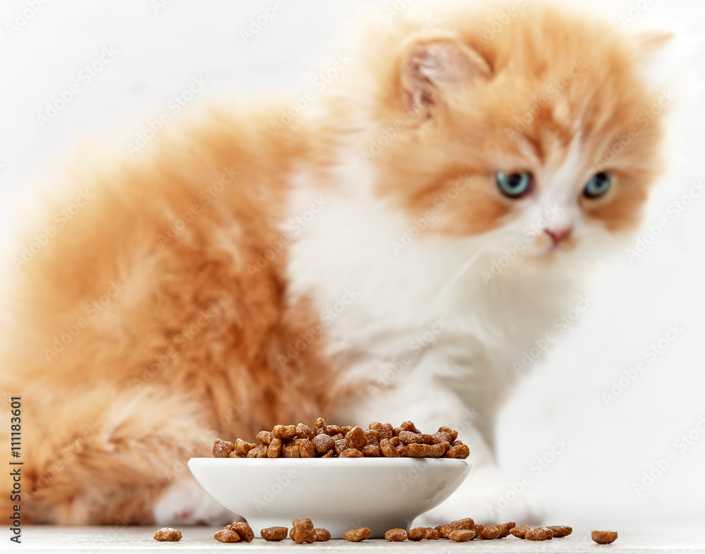 bowl of cat food and small kitten