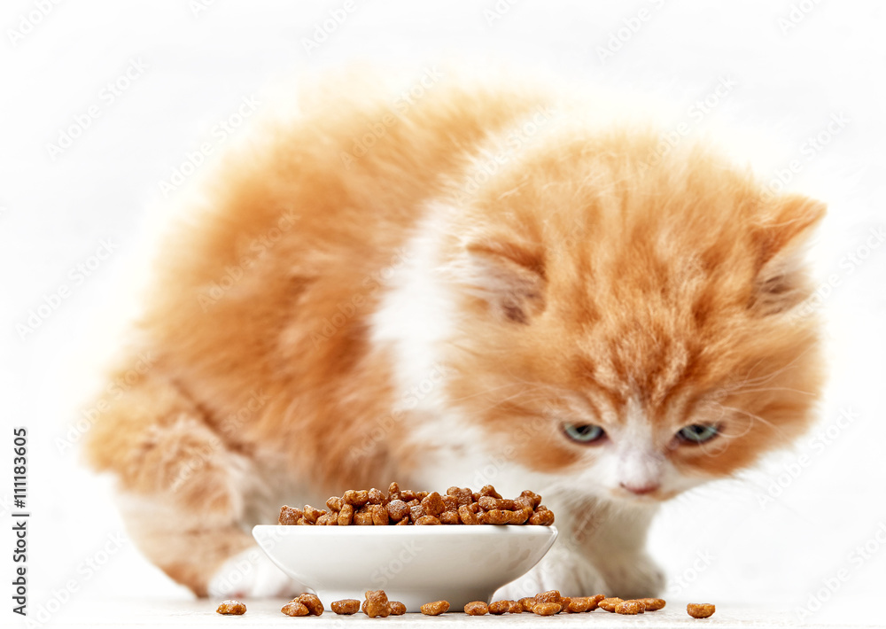 一碗猫粮和小猫