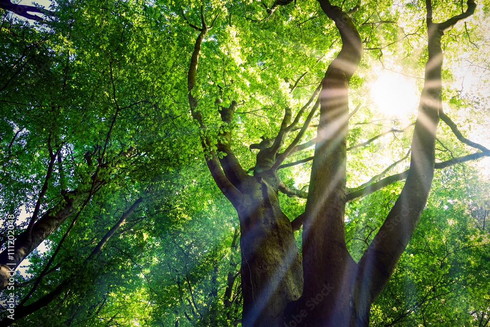 Sonne bricht sich in Baumkronen eines Buchenwaldes