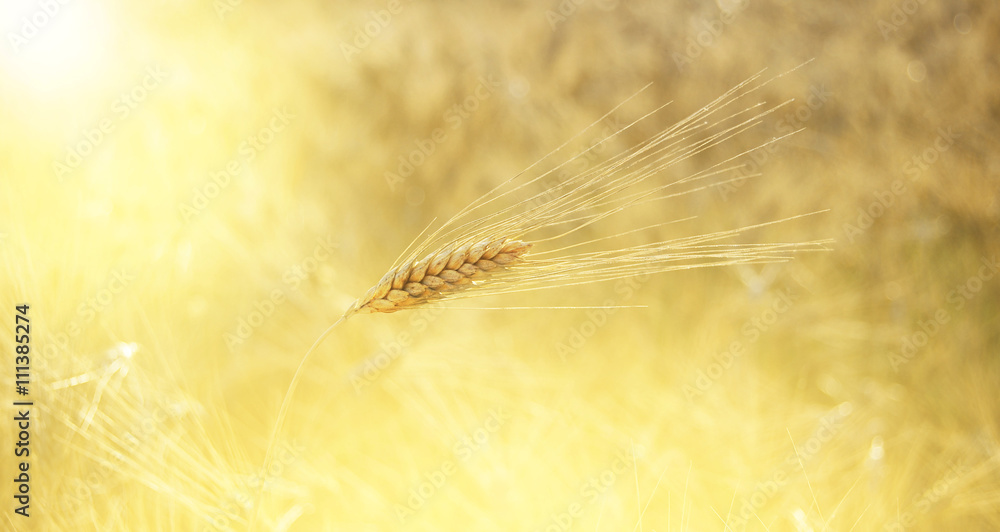 Spiga di grano con raggi di sole