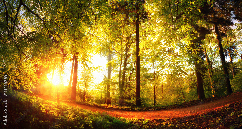 Bäume von der untergehenden Sonne in goldenes Licht getaucht