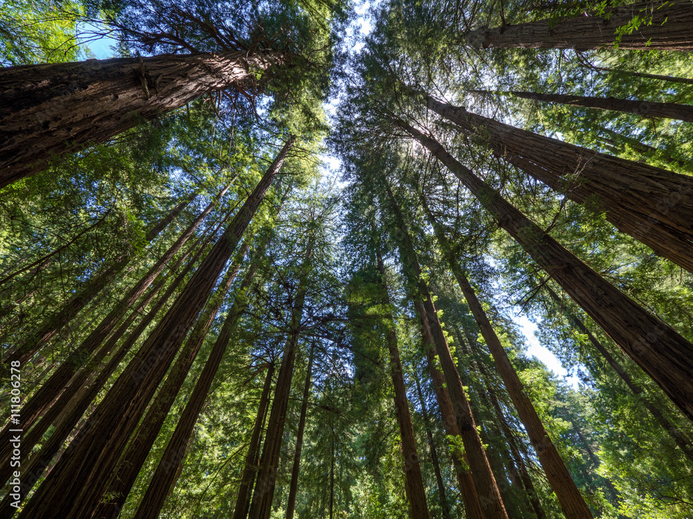 Tall trees in Muir Woods forest