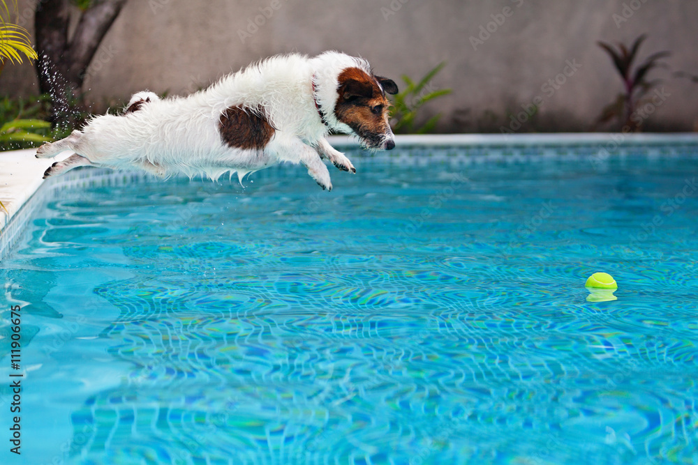 游泳池里顽皮的杰克罗素梗小狗玩得很开心——狗跳到水下再试