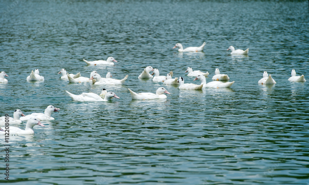 湖水上的鸭子群