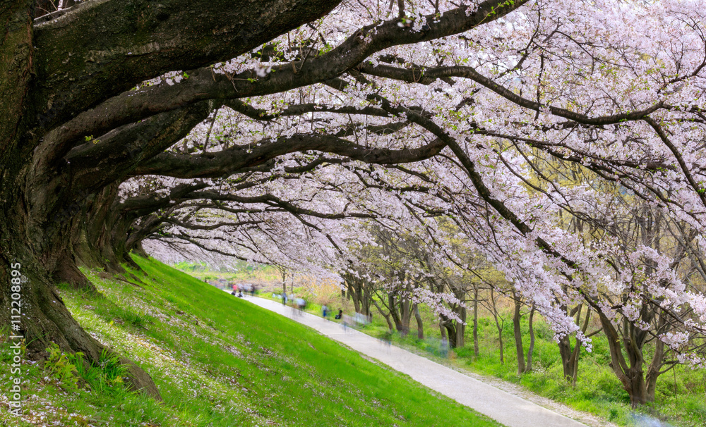 日本京都濑户里河岸的樱花