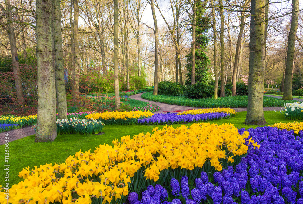 荷兰著名的Keukenhof公园内鲜花盛开的景观。郁金香和透明质