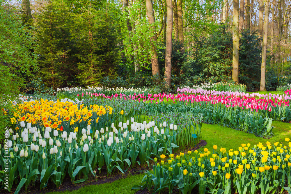 荷兰著名的Keukenhof公园里鲜花盛开的风景。郁金香和透明质