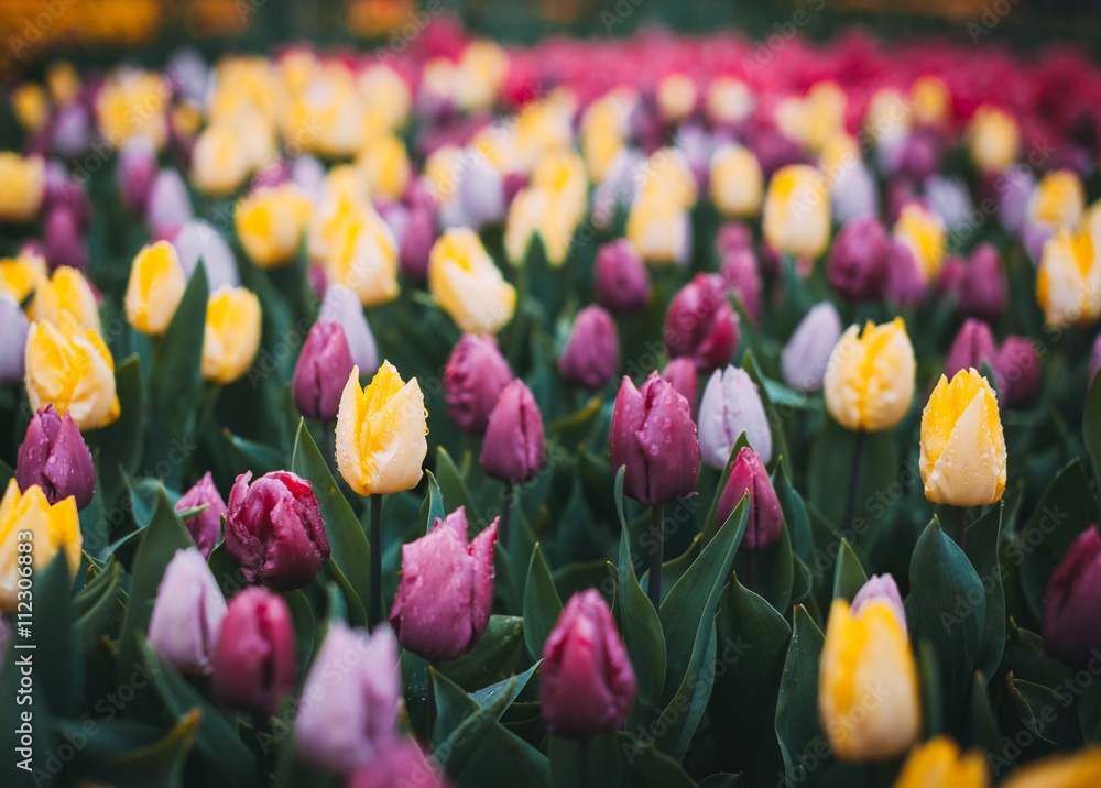 荷兰著名的Keukenhof公园里的郁金香。春天盛开的五颜六色的美丽花朵