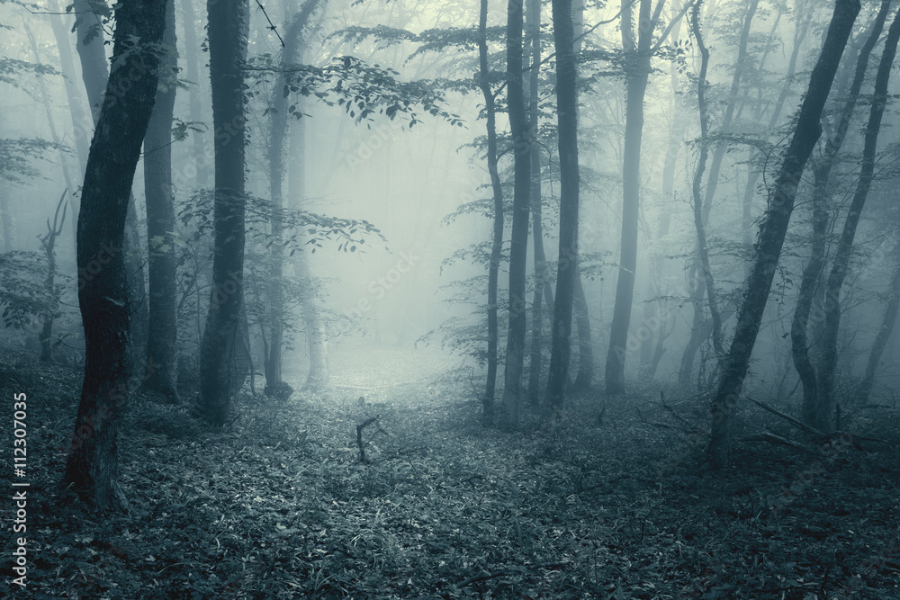 Trail through a magic dark forest in fog with vintage toning