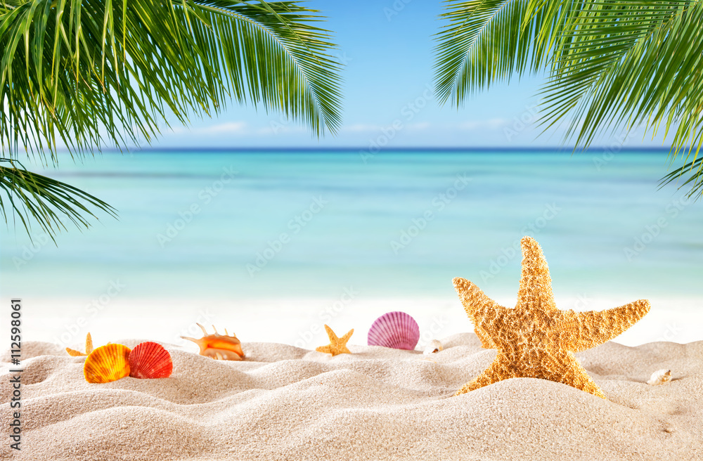 沙滩上有各种贝壳的热带海滩