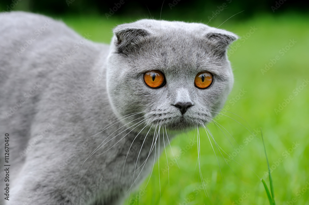 自然中的灰猫