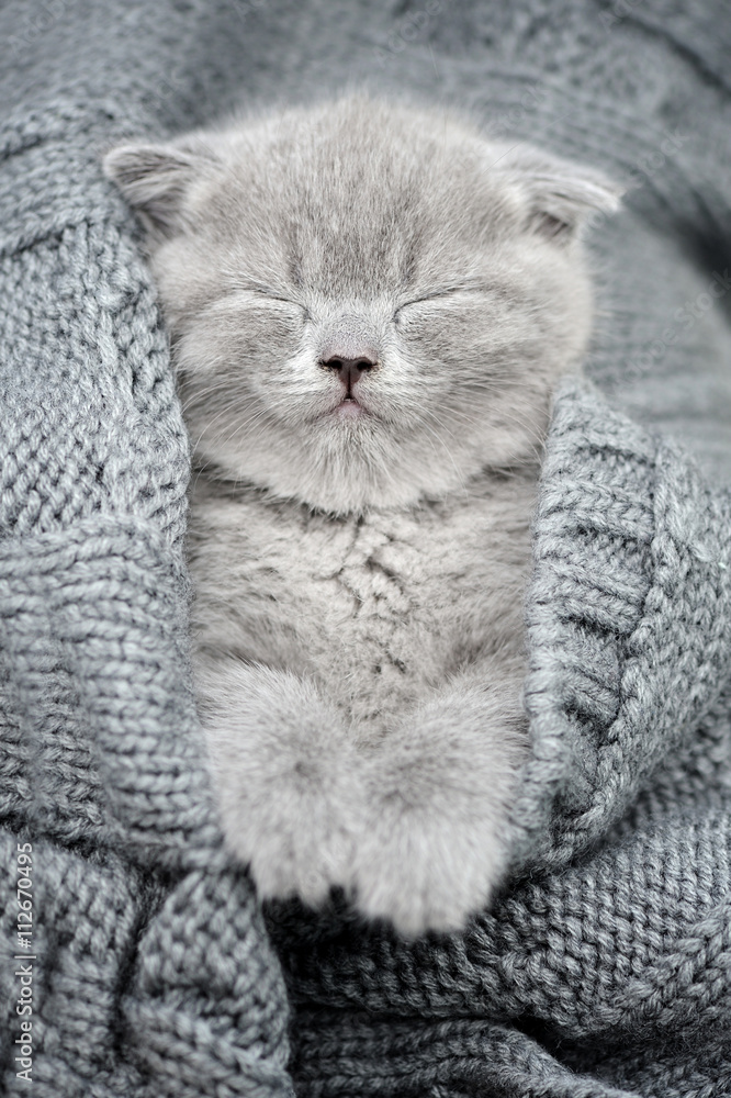 灰色小猫睡在灰色阴沟里