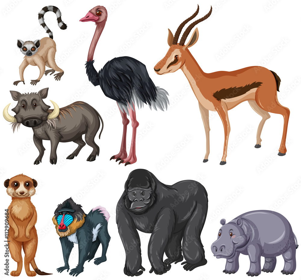 不同种类的野生动物