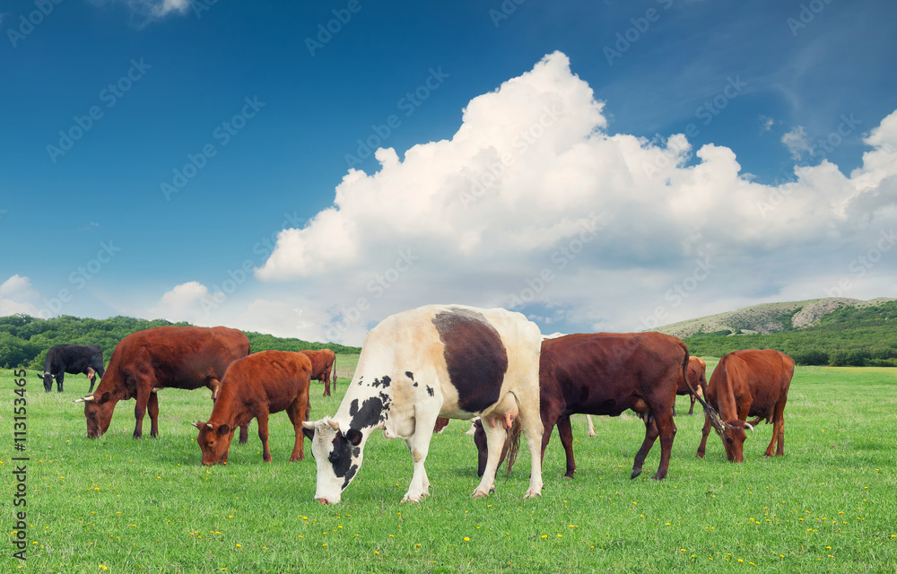 农场里的奶牛。夏季的动物组成