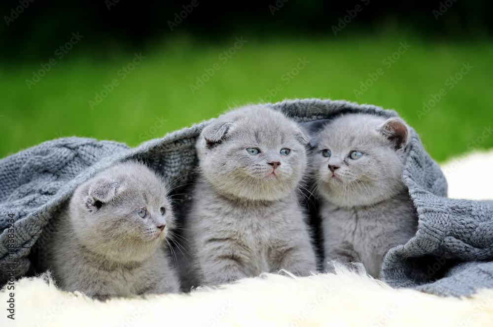 Three kitten on white blanket