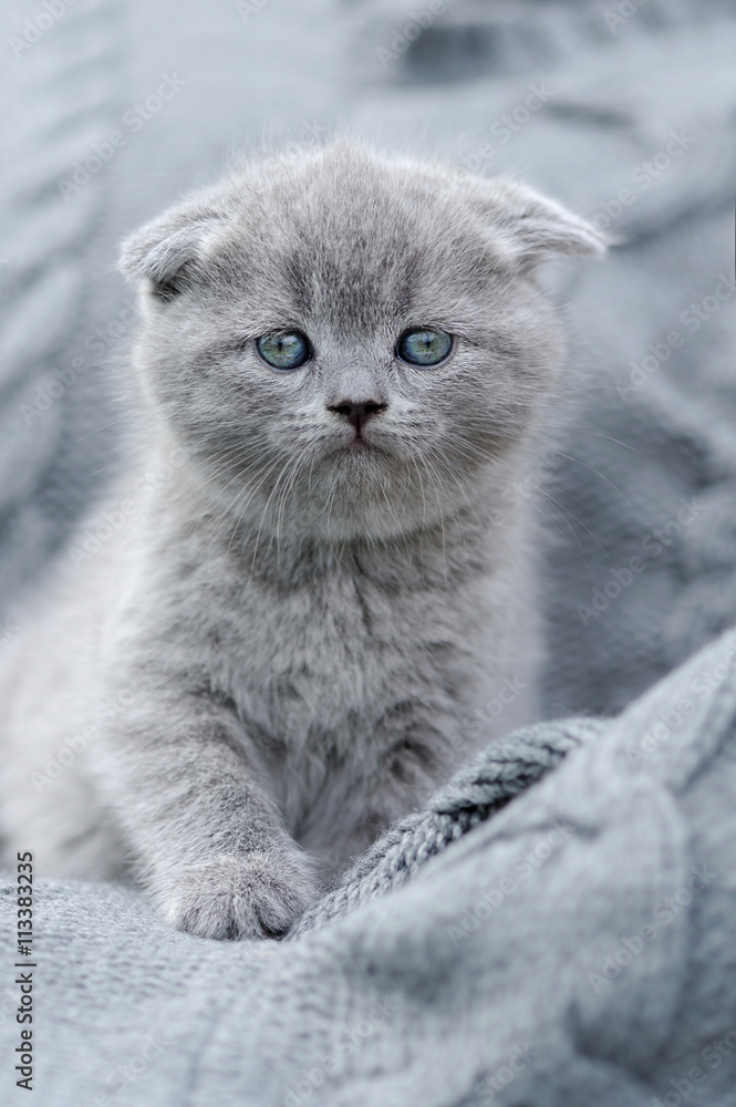 灰色布上的小猫