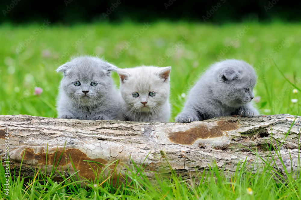 树上的三只灰色小猫