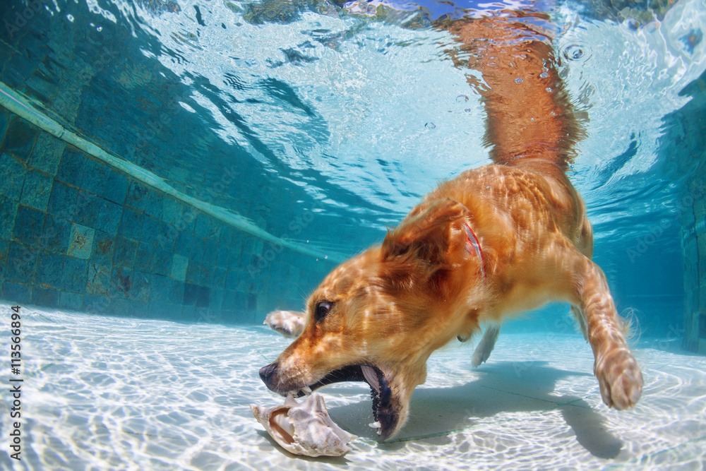 游泳池里顽皮的金毛寻回犬拉布拉多小狗玩得很开心——狗在水下跳跃和潜水。