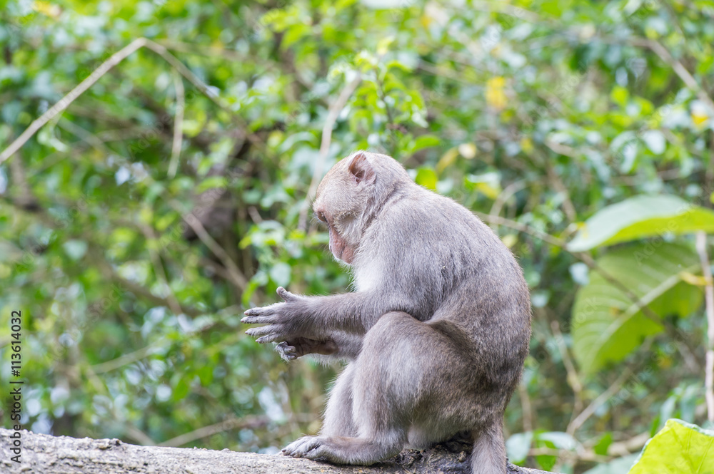 台湾猕猴眺望远方（台湾猴子）