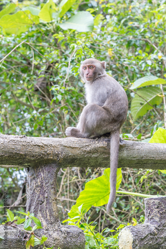 Formosan macaques Looks into the distance(taiwan monkey)