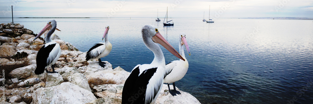 Pelicans Panorama，袋鼠岛，澳大利亚