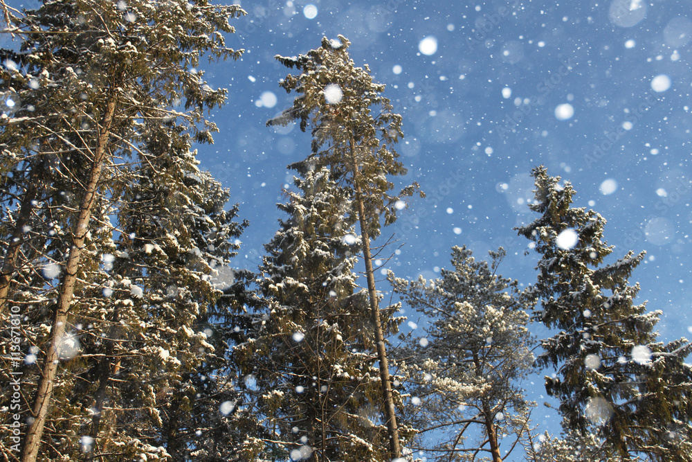 冬季森林。云杉下成堆的木柴。降雪。霜冻。圣诞节。复制空间。