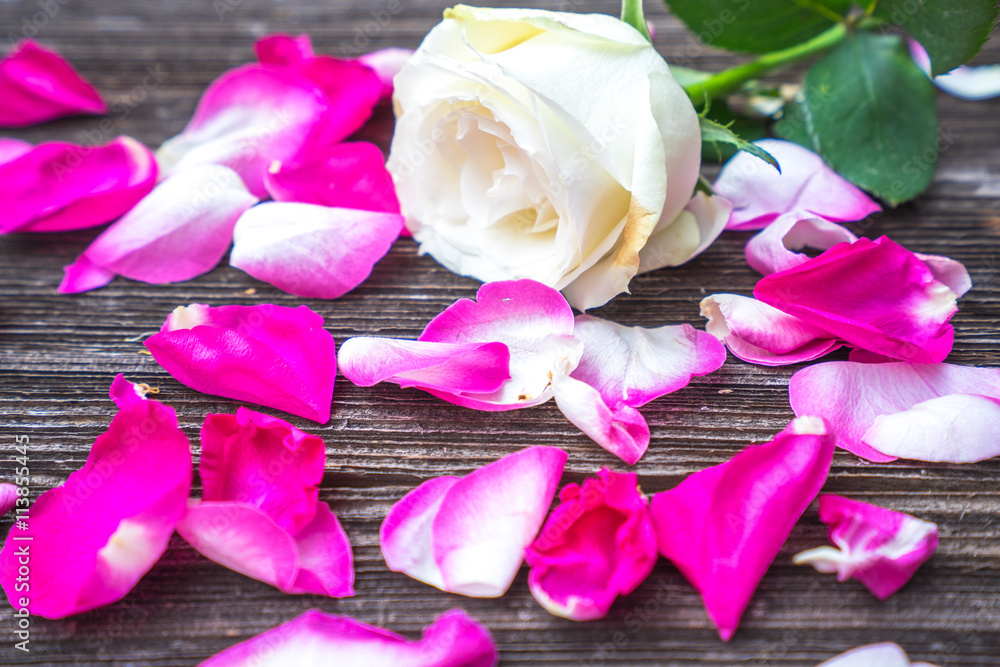 玫瑰；粉红色；背景；花瓣；木制；婚礼；木制；心形；be