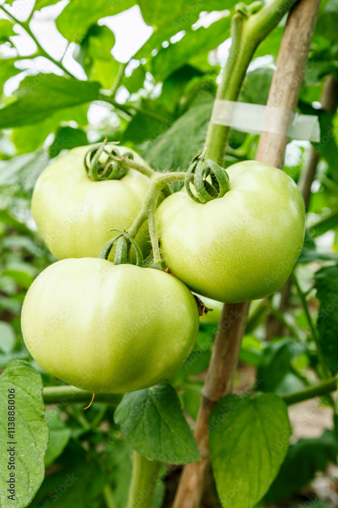 温室里种植的新鲜西红柿