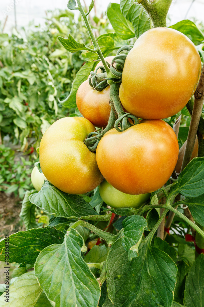 温室里生长的成熟番茄