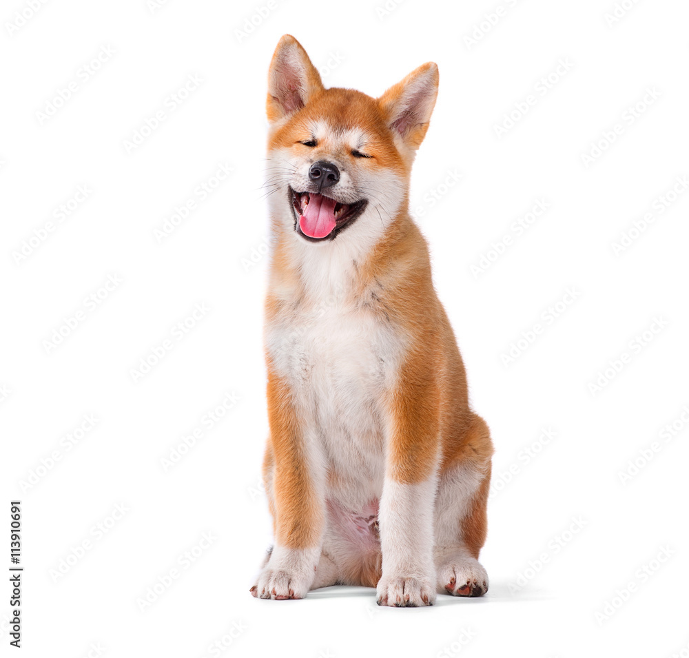 秋田犬在白色背景下被隔离的纯种小狗。Shiba Inu
