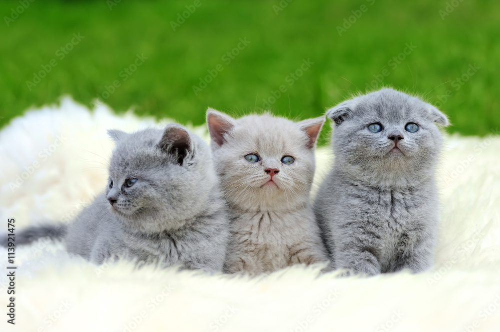 白色毯子上的三只小猫