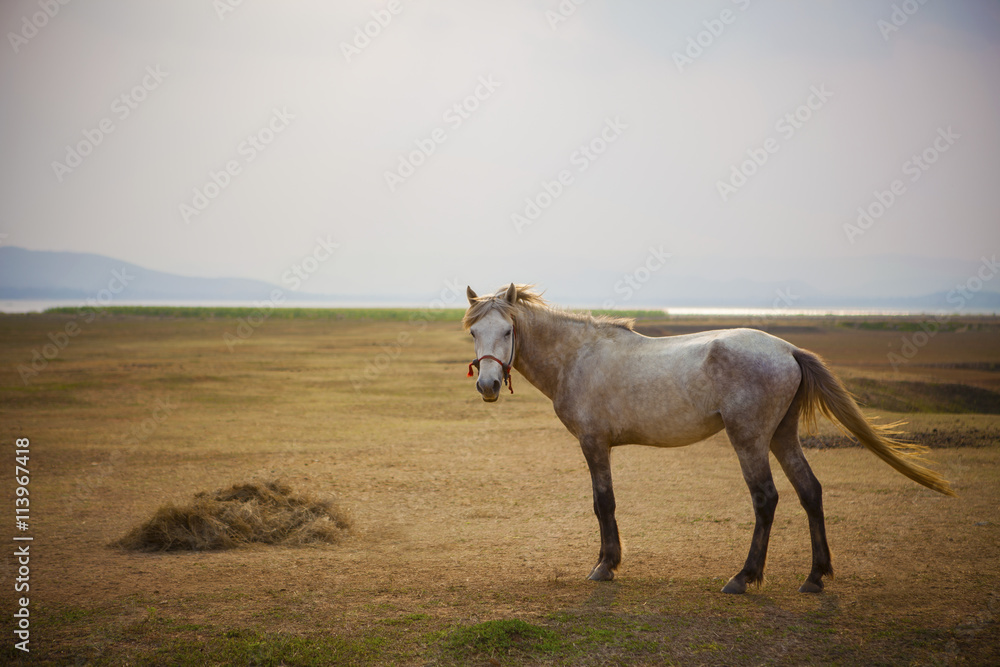 白马全身站立在开阔的草地上