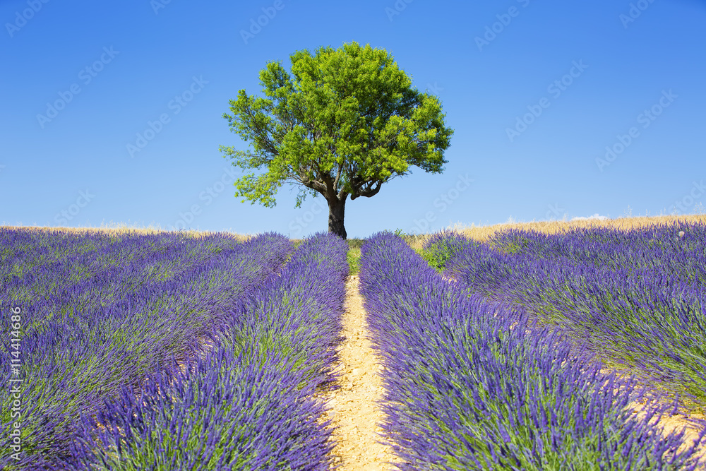 lavender fields with tree
