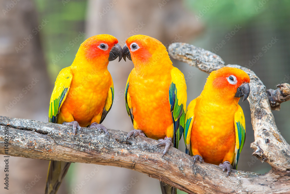 栖息在栖木上的可爱的太阳锥鹦鹉。