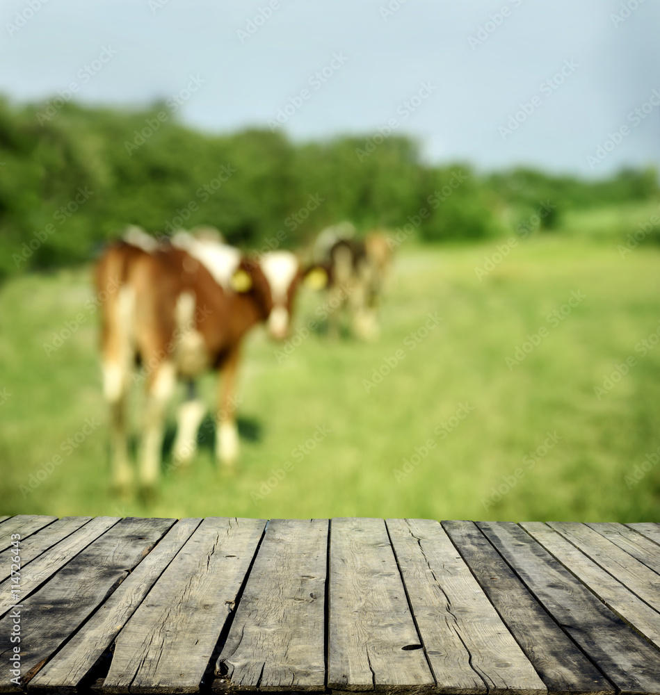 Wooden table and cows on green field