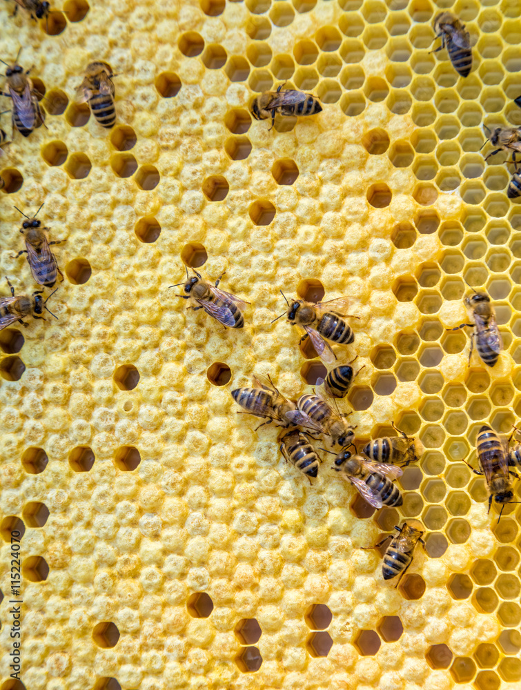 蜜蜂在蜂蜜细胞上工作的特写