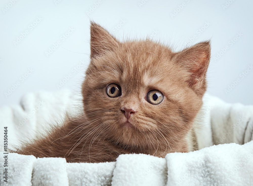 棕色英国小猫画像
