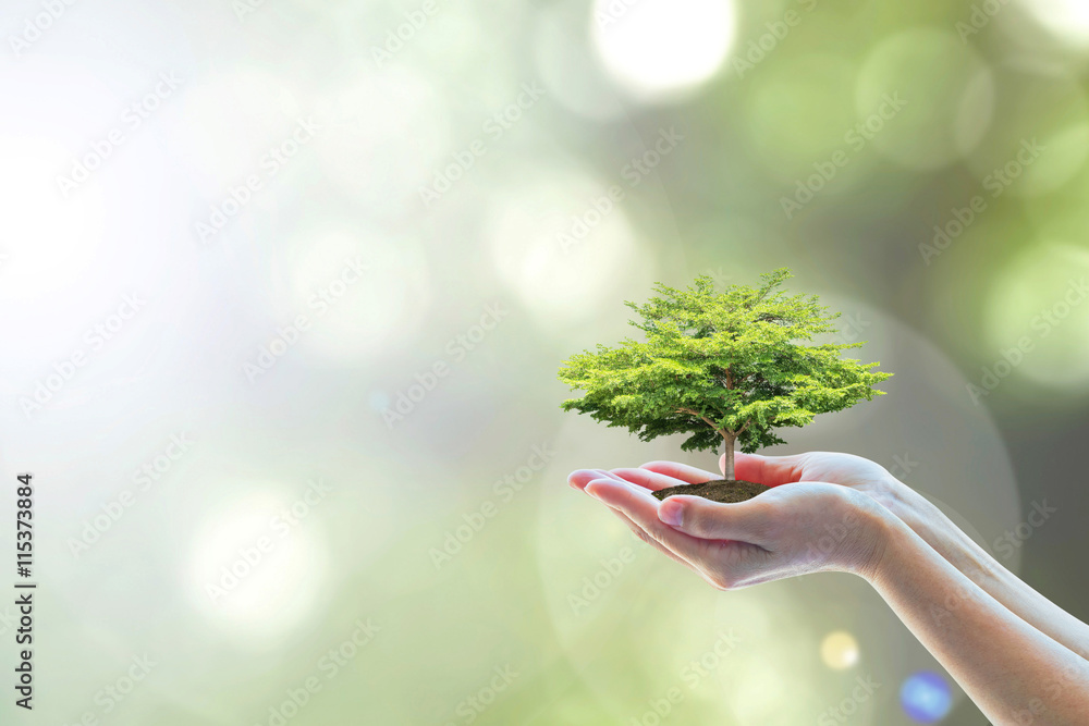 志愿者手上的生态、环保种植的树木为走向绿色提供了自然背景，Arbor