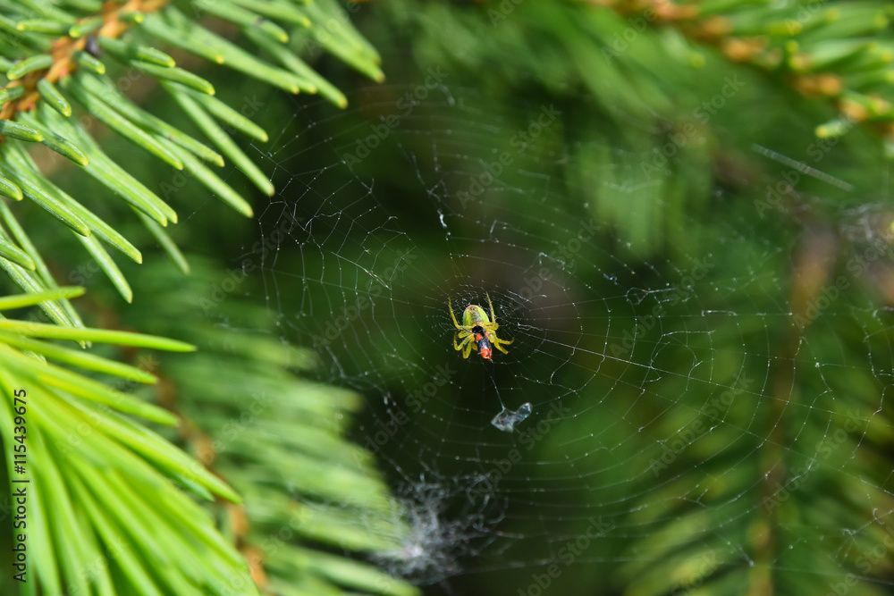 Spider and prey in cob web over green background