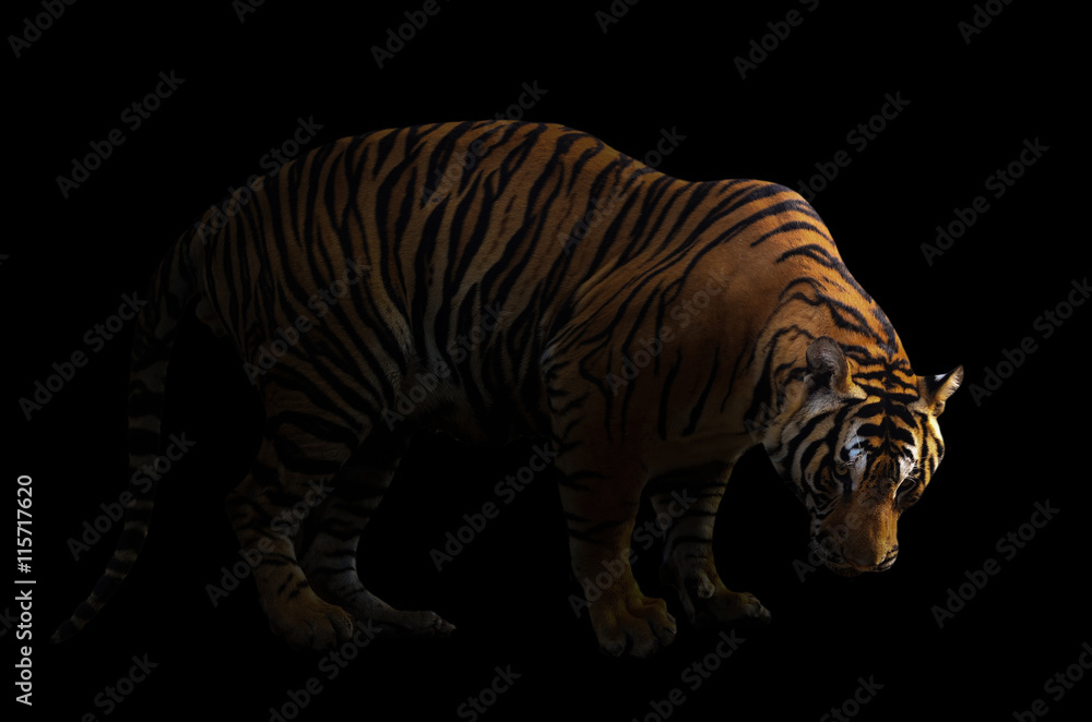 bengal tiger in dark background