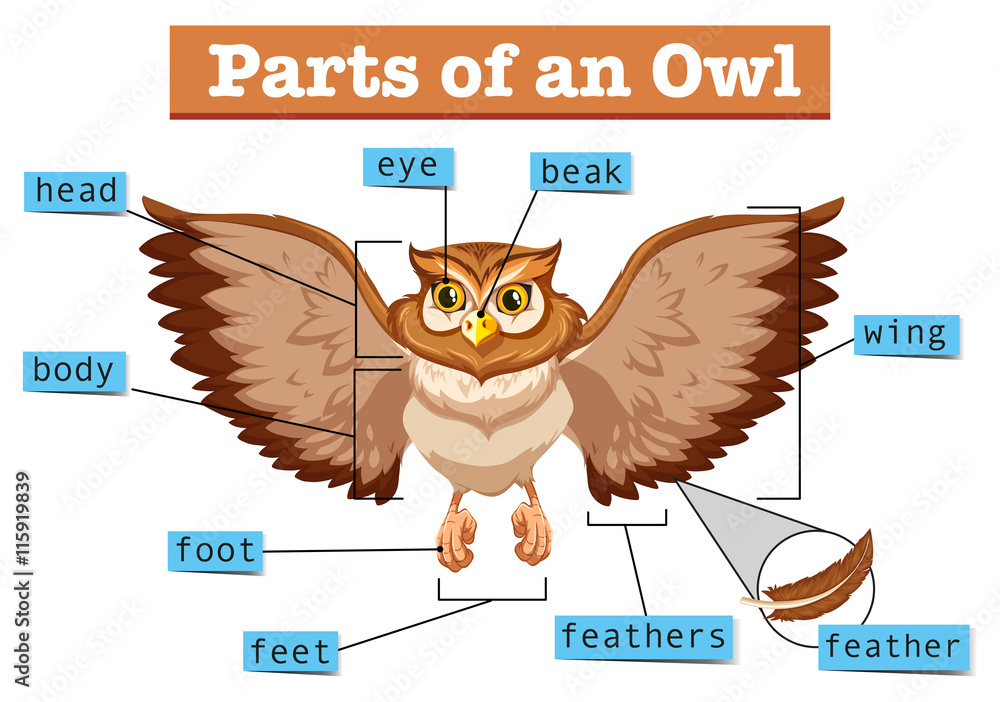Diagram showing different part of owl
