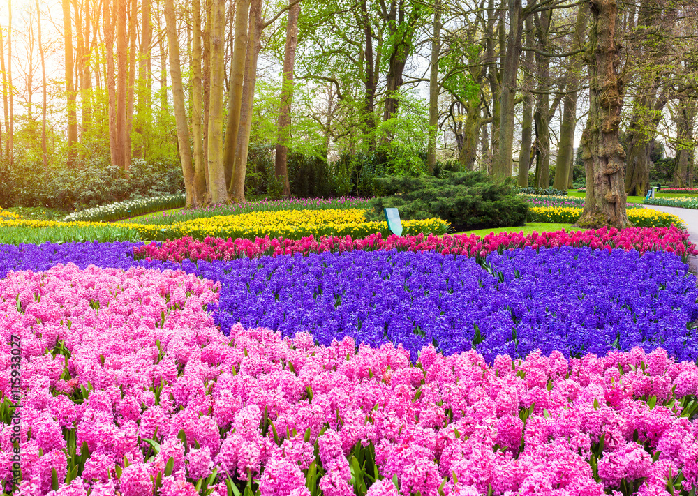 Beautiful blooming flowers at sunset in Keukenhof park in Netherlands. Tulips and hyacinths with tre