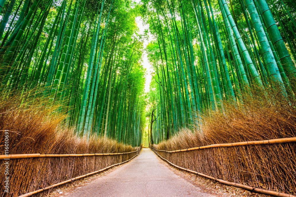 日本京都，竹林。