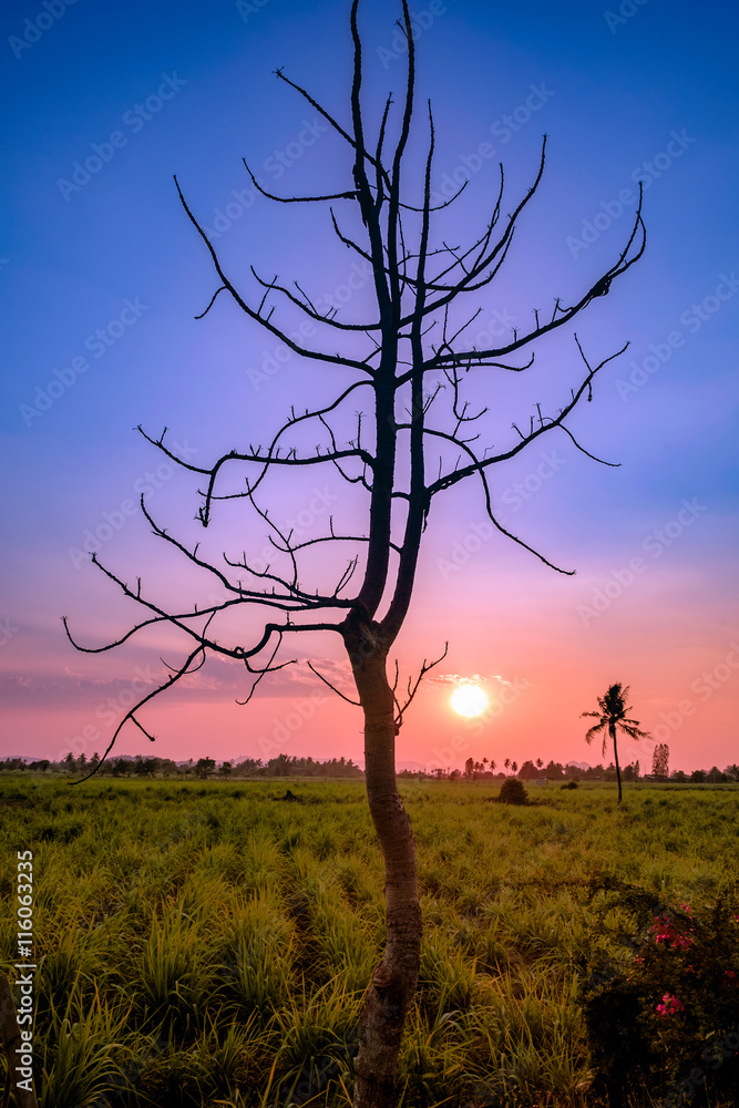 黄昏时分甘蔗地里的剪影树，五彩缤纷