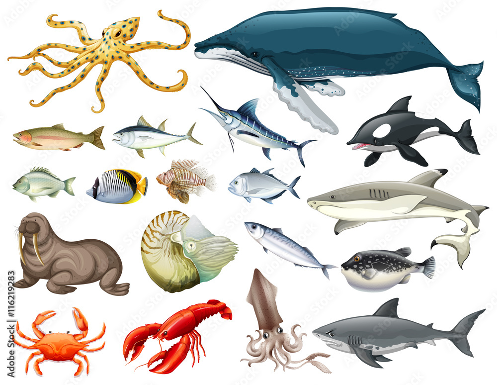 一套不同类型的海洋动物