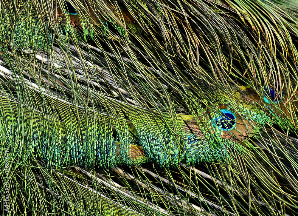 绿孔雀或印度孔雀尾羽上的天鹅绒绿色，t