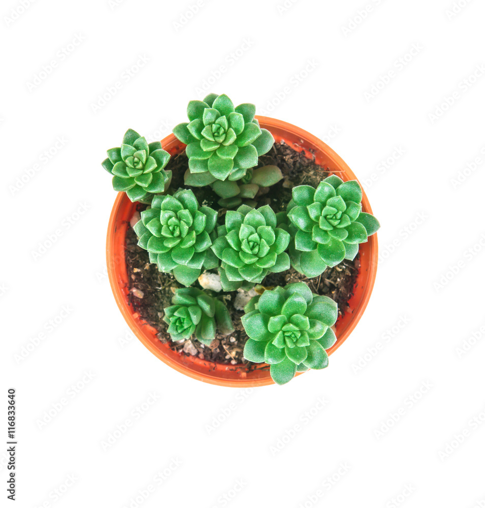 succulents plant in pot on white background , overhead view