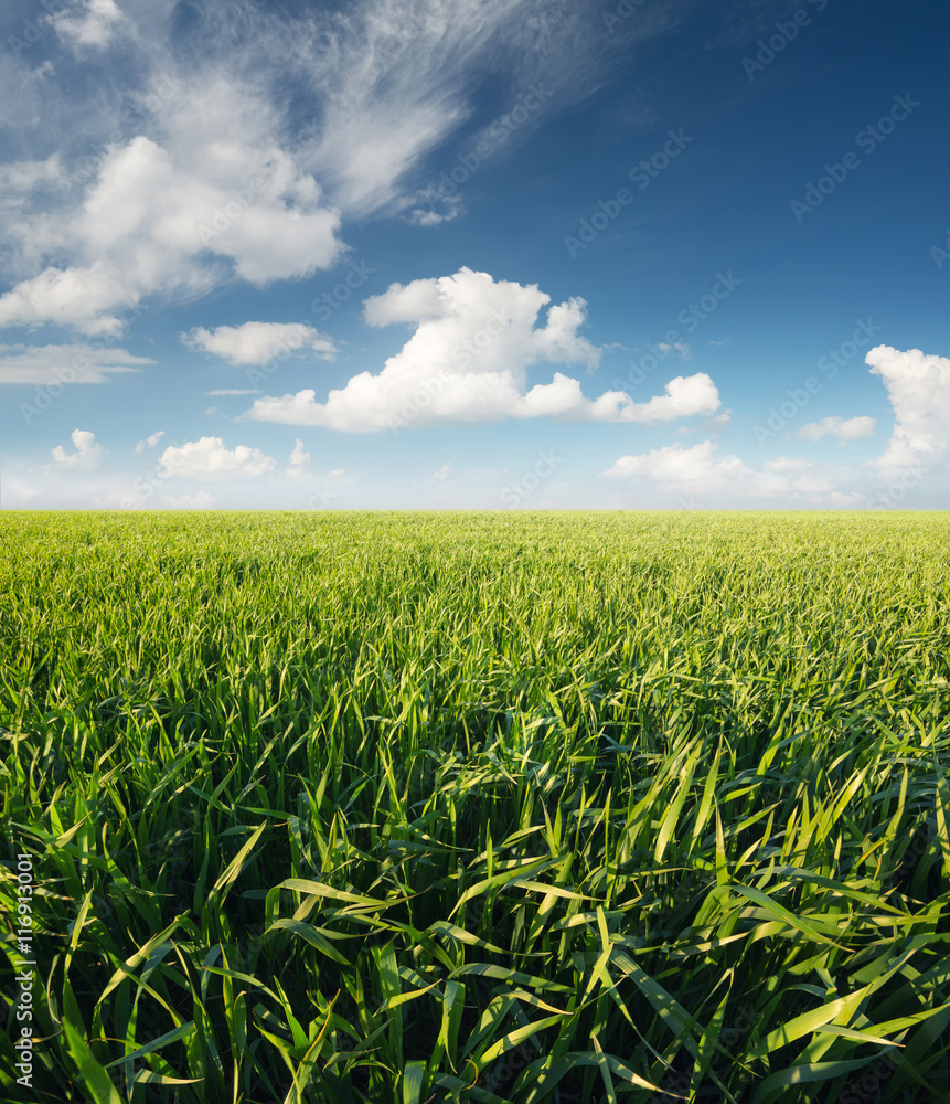 Grass on the field after rain. Agricultural landscape in the summer time..