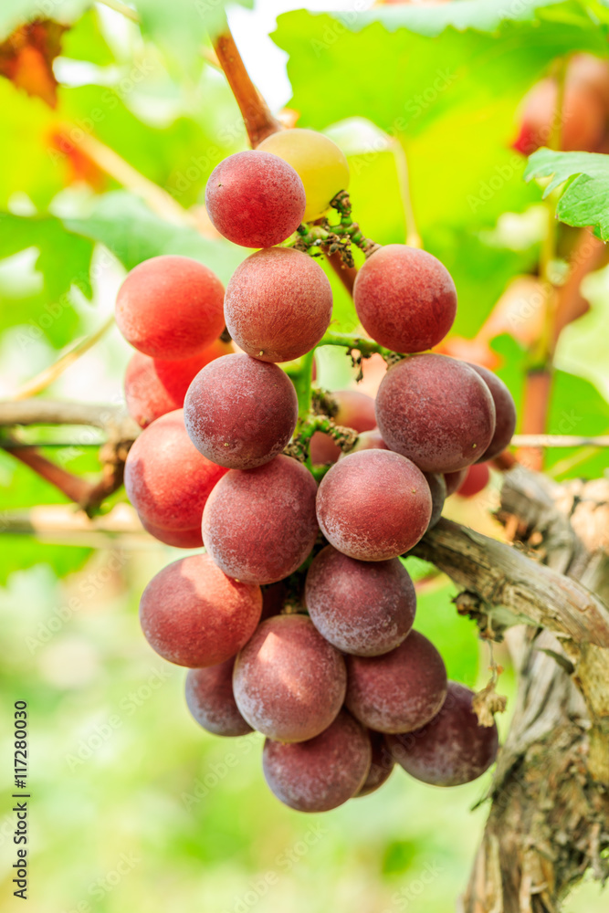 葡萄园里的葡萄在秋天成熟